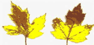 Area of leaves with brown-yellow colors